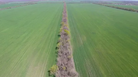 Drone view over the fields a field of winter wheat along the planting woodland Stock Footage 161813304
