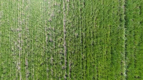 Drone view Over the fields of winter wheat taking off, moving up from the field. Stock Footage 161813413