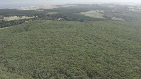 Drone View Over Forest Canopy, Native Bush , South Australia Stock Footage 235980502