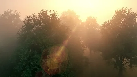 Drone view over a forest in a sunny misty morning Video stock 129517280