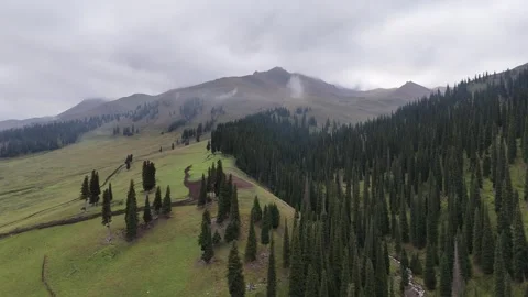 Drone view over green conifer forest below snow capped mountains in Xinjiang Stock Footage 337600183
