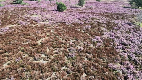 Drone view over heather fields Video stock 345088283