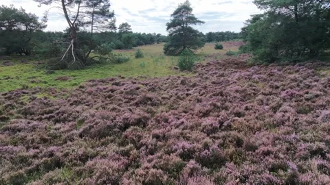 Drone view over heather meadow ringed by trees 库存影片 345088280