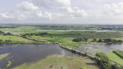 Drone View Over Jute Fields with Bundled Jute and Distant River in Bangladesh Stock-Footage 345966008