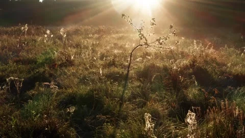 Drone view over the meadow against the sun 스톡 동영상 265230234