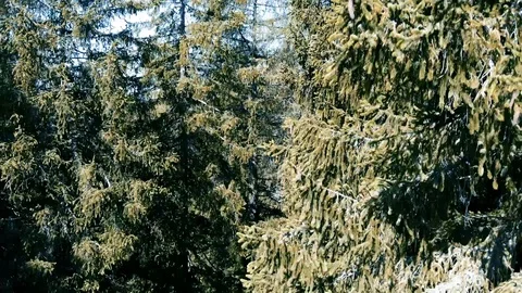 Drone view over a pine forest Stock Footage 112332630