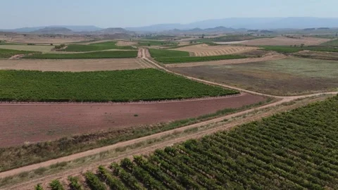 Drone view over Rioja vineyards at noon with cultivated grape fields and di.. Stock Footage 316066757