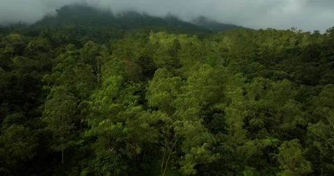 Drone view over tropical forest. Nature background of Bali. Video stock 249056413
