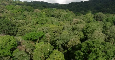 Drone view over tropical forest. Nature background of Bali. Stock Footage 249056593