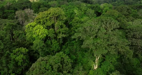 Drone view over tropical forest. Nature background of Bali. 库存影片 249640683