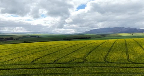 Drone View Over Vast Canola Fields in Western Cape Stock Footage 344662139
