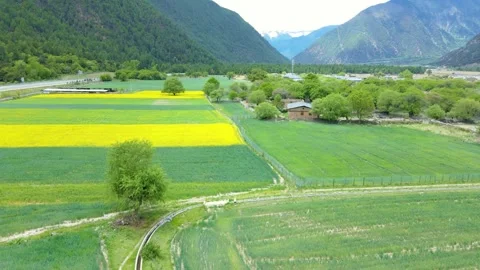 Drone View Over Vibrant Yellow Rapeseed Fields in Spring Bloom Stock Footage 341909409