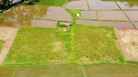 Drone view of paddy fields in Bali, Indonesia, showcasing the flooded terrain us Stock Footage 309261498