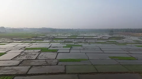 Drone view of Paddy Fields Stock Footage 267240952