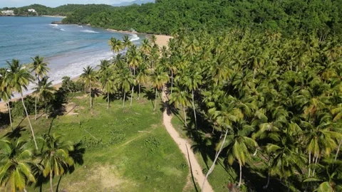 Drone-view-of-palm-forest-near-beach-4k-11 Stock Footage 336677030