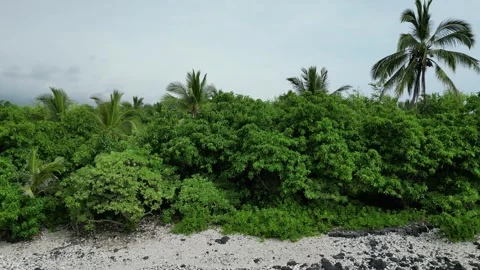 Drone view of palm trees and shrubs along black lava shore in Hawaii Stock-Footage 348170932