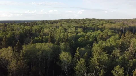 Drone view pan of forest and lake in Manitoba,Canada Stock Footage 203235536