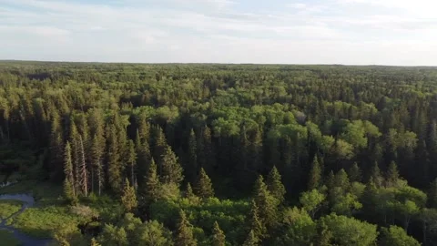 Drone view pan of forest and lake in Manitoba,Canada Stock Footage 203235961