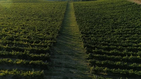 Drone view parh in vineyards Stock Footage 118020893