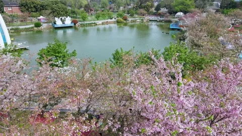 Drone view of a park in spring in Chengdu, China Stock Footage 262122751
