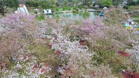 Drone view of a park in spring in Chengdu, China Stock Footage 262122789