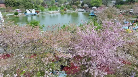 Drone view of a park in spring in Chengdu, China Stock Footage 262122861