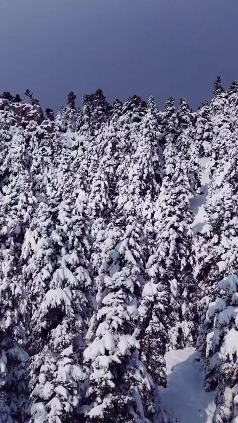 Drone view of Parnassos snowy forest shows tall trees covered in snow. Vídeos de archivo 335042771