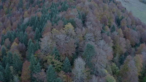 Drone view passing over colorful trees in autumn 스톡 동영상 173189660