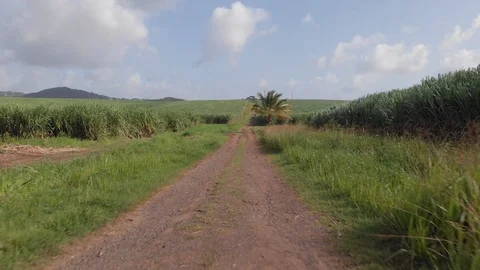 Drone view of a path in the sugar cane fields with rain water on dirtroad Stock Footage 116189887