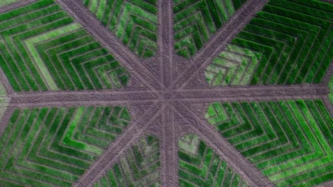 Drone view of a pattern in a field Video stock 272994110