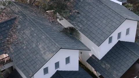 Drone View of Peacock With Open Feathers on Residential Rooftop Stock Footage 331294319