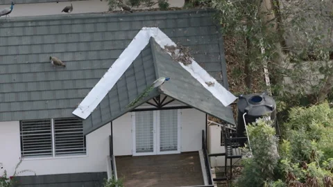 Drone View of Peacock Resting on Residential House Rooftop Stock Footage 331294340