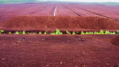 Drone view of peat bog and peatlands. A vast peat extraction field. Stock Footage 299802348