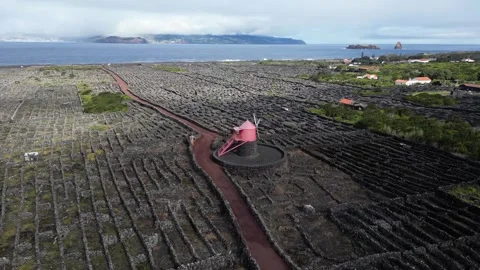 Drone View of Pico Island Vineyard Culture in Criação Velha, Azores, Portugal Stock Footage 341960606