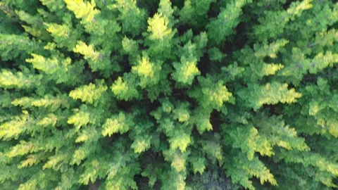 Drone view of pine forest from above Balingup Western Australia Stock Footage 152261477