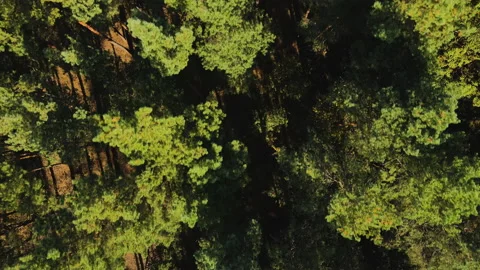 Drone view on pine forest and tree tops. Sunny day in pine forest. Stock Footage 162413241
