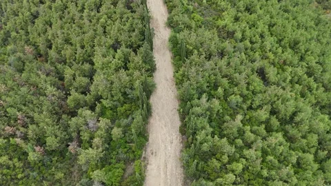 Drone view of pine forest. Dirt road on the mountain peak. Stock Footage 289581009