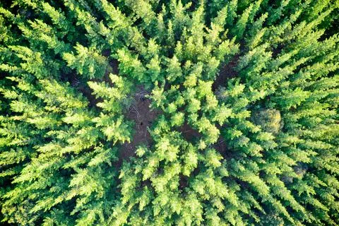 Drone view of pine forest forming patterns in nature Western Australia Stock Photos