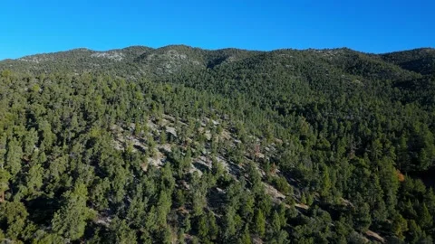 Drone view of pine forest on mountain slope in Big Bear Stock Footage 322712464
