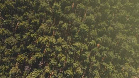 Drone view of Pine forest in sunlight. Top view of forest Stock Photos