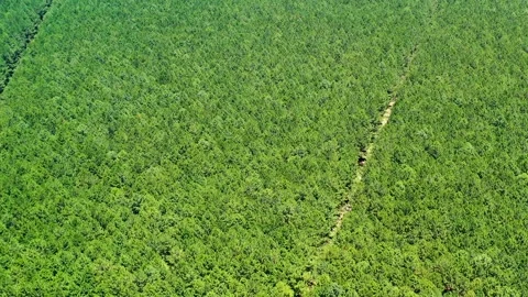 Drone view of pine plantation Stock Footage 255861350
