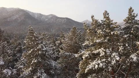 Drone view of pine tree tops covered by snow with Altai mountains on background Видео 253996524