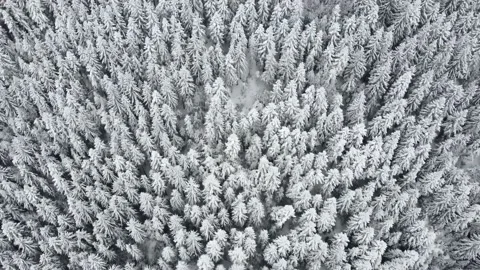 Drone view of pine trees covered with snow. Background and textures. Stock Footage 172022411
