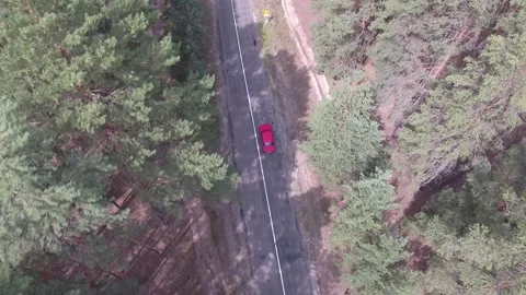 Drone view on the pine trees, red car drives along an old road in a pine forest Video stock 237398790