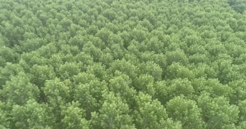 Drone view of an poplar forest, 4k Video stock 138646367