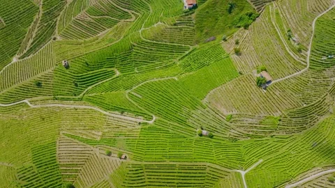Drone view of Prosecco vineyards creating a pattern in Valdobbiadene Italy 4k Stock Footage 243692384