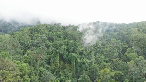 Drone view of Rain Forest in Chiang Mai, Thailand Vídeos de archivo 111838217
