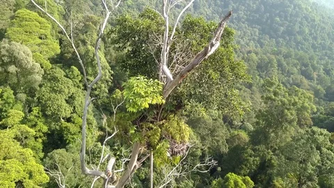 Drone view rainforest canopy, Malaysia Видео 123754430
