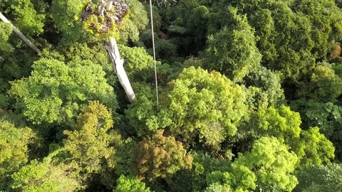 Drone view rainforest canopy, Malaysia Видео 123754640