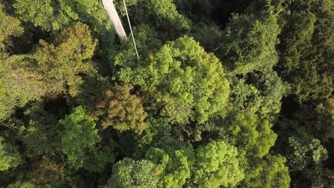 Drone view rainforest canopy, Malaysia Stock-Footage 123754800